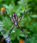 Banana_Spider.jpg